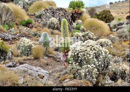 Helichrysum, Senecio und Lobelia (rechts nach links), einzigartige Flora am Mount Kenya Stockfoto