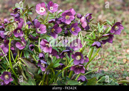 Lenten Rose Purple Hellebore Hellebores Garten im späten Winter Stockfoto