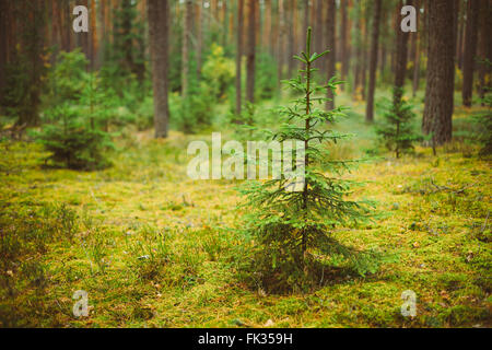 Kleine wachsende Fichte Tanne im Nadelwald. Russischen Natur Stockfoto