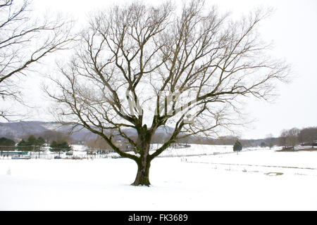 Winter Baum und Bergen anzeigen Stockfoto