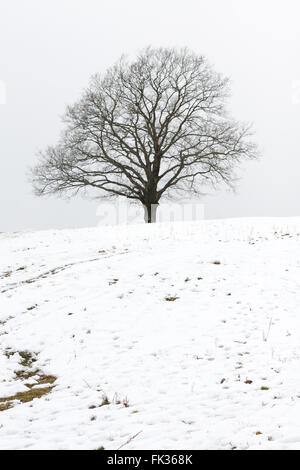 Einsame Eiche auf einem schneebedeckten Hügel Stockfoto