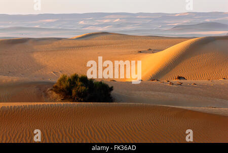 Wüste, Sanddüne in Vereinigte Arabische Emirate Stockfoto