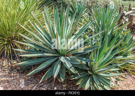 Aloe Vera-Pflanze wächst in der Sonne Stockfoto