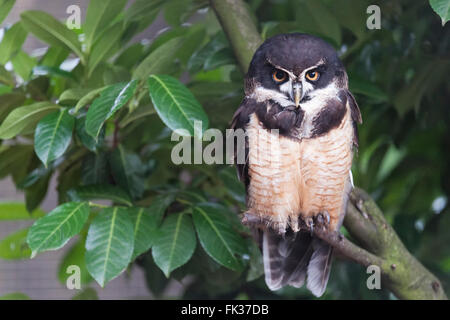 Spectacled Eulen-Porträt Stockfoto