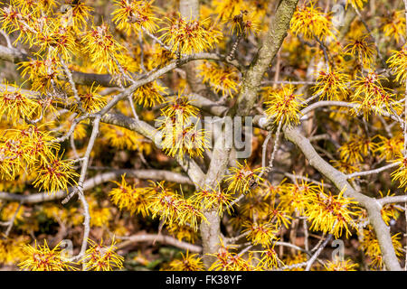 Hamamelis x intermedia „Gimborn's Parfüm“ Winter blühender Sträucher Stockfoto