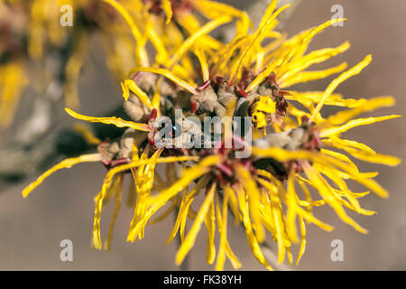 Hamamelis x intermedia 'Gimborn's Perfume', Witch-Hazel Winter Stockfoto