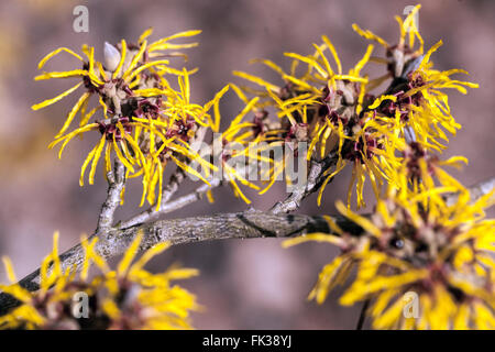 Hamamelis x intermedia 'Gimborn's Perfume', Witch-Hazel Winter blühenden Sträuchern Stockfoto