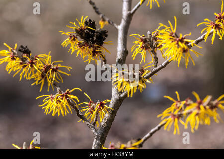 Hamamelis x intermedia 'Gimborn's Perfume', Hexe-Haselbaum Zweig Stockfoto