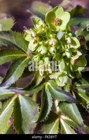 Korsischer Hellebore Helleborus lividus corsicus argutifolius Hellebores Stockfoto