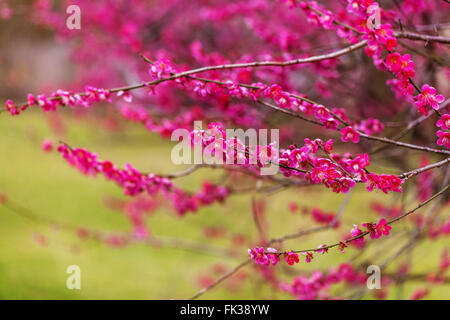 Prunus mume Prunus Beni Chidori, chinesische Pflaume oder japanische Aprikose rosa Frühlingsblüten Baum blüht Stockfoto