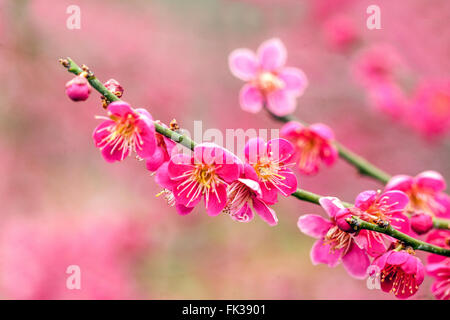 Prunus Mume Beni Chidori, bekannt als chinesische Pflaume oder japanische Aprikose in voller Blüte Stockfoto