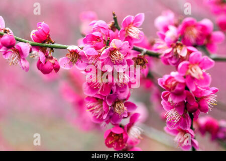 Prunus Mume Beni Chidori, bekannt als chinesische Pflaume oder japanische Aprikose in voller Blüte Stockfoto