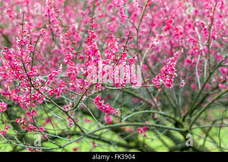 Prunus mume Prunus Beni Chidori Baum Japanische Aprikosenrosa Blüten im Spätwinter bis frühen Frühling März Gartenblumen blühende Äste blühen Stockfoto