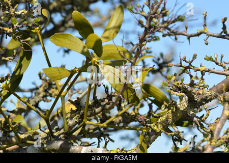 Mistel (Viscum Album). Immergrüner Hemi-parasitäre Strauch in der Familie Santalaceae, auf Weißdorn wächst Stockfoto