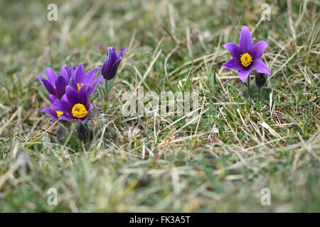 Kuhschelle (Pulsatilla Vulgaris). Seltene Pflanze von kalkhaltigen Grünland in der Familie Butterblume (Butterblume) in Blüte Stockfoto