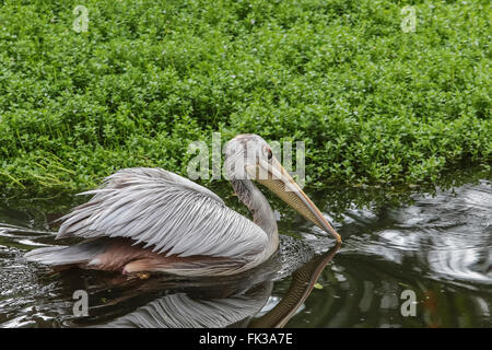 Rosa-backed Pelikan (Pelecanus saniert) Schwimmen im See, ursprünglich aus Afrika Stockfoto