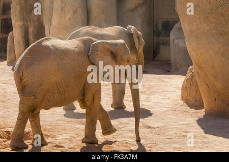 Asiatischer Elefant (Elephas Maximus) umgeben von Baobab Stockfoto