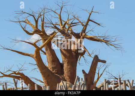 Baobab-Baum, Boab Boaboa "Upside-Down-Baum" Westafrika Stockfoto