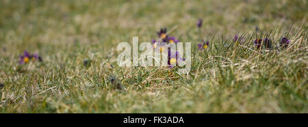 Kuhschelle (Pulsatilla Vulgaris). Seltene Pflanze von kalkhaltigen Grünland in der Familie Butterblume (Butterblume) in Blüte Stockfoto