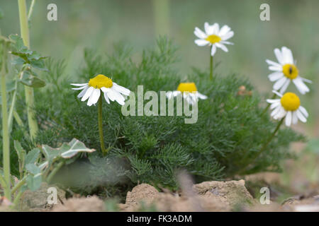 Geruchlos Mayweed (Tripleurospermum Inodorum). Einjährige Pflanze in der Familie der Korbblütler (Asteraceae), auch bekannt als wilder Kamille Stockfoto