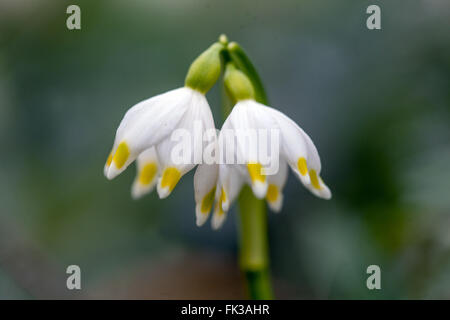 Märzenbecher Leucojum vernum Weiße Blumen Stockfoto