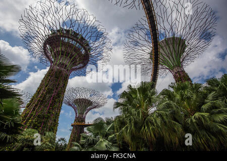 SuperTree Grove ist eine einzigartig gestaltete vertikalen Garten, bestehend aus künstlichen "Bäume" im Garten von der Bay-Singapore Stockfoto