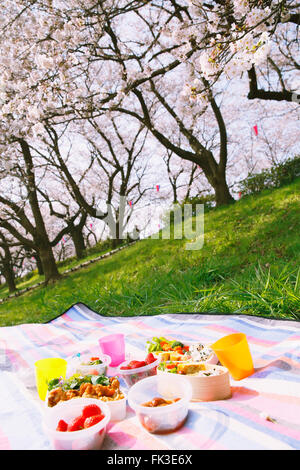 Bento unter den Kirschblüten Stockfoto