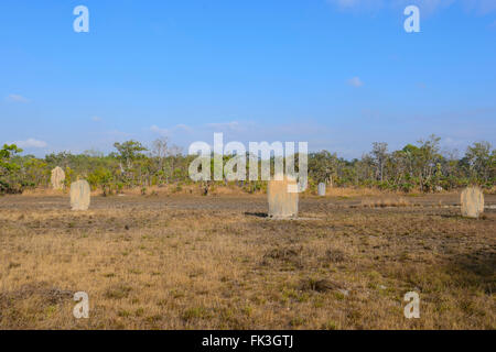 Magnetic Termite Mounds, Litchfield Nationalpark, Northern Territory, Australien Stockfoto