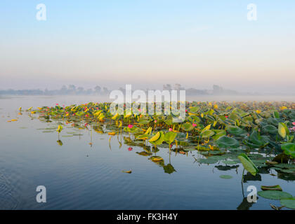 Sunrise-Kreuzfahrt, gelb Wasser Billabong, Kakadu-Nationalpark, Northern Territory, NT, Australien Stockfoto