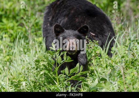 Ein Jährling Black Bear Cub peering Out von der Vegetation durch Akamina Parkway in Waterton Lakes Nationalpark, Alberta, Kanada. Stockfoto