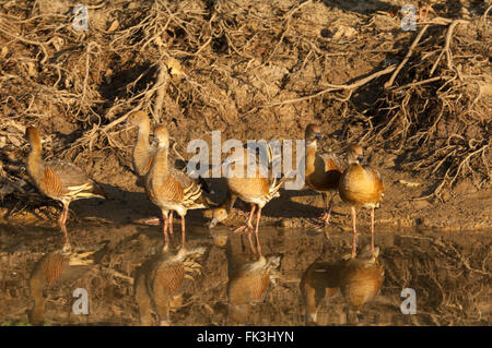 Federbusch, Pfeifen-Ente (Dendrocygna Eytoni), gelbe Wasser Billabong, Kakadu-Nationalpark, Northern Territory, NT, Australien Stockfoto