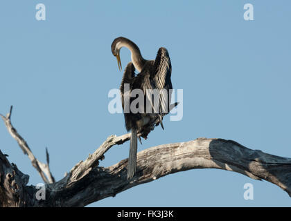 Darter (Anhinga Melanogaster), gelbe Wasser Billabong, Kakadu-Nationalpark, Northern Territory, NT, Australien Stockfoto