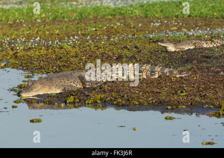 Salzwasser-Krokodil (Crocodylus Porosus), gelbe Wasser Billabong, Kakadu-Nationalpark, Northern Territory, NT, Australien Stockfoto