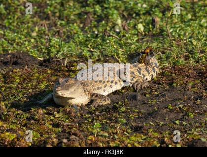 Salzwasser-Krokodil (Crocodylus Porosus), gelbe Wasser Billabong, Kakadu-Nationalpark, Northern Territory, NT, Australien Stockfoto