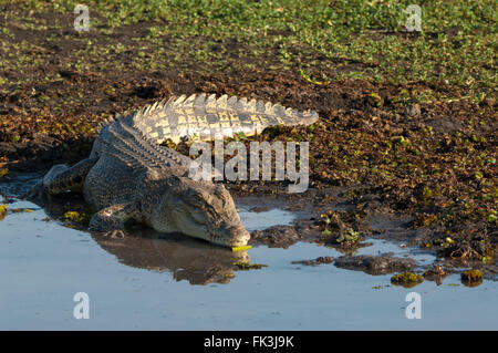 Salzwasser-Krokodil (Crocodylus Porosus), gelbe Wasser Billabong, Kakadu-Nationalpark, Northern Territory, NT, Australien Stockfoto