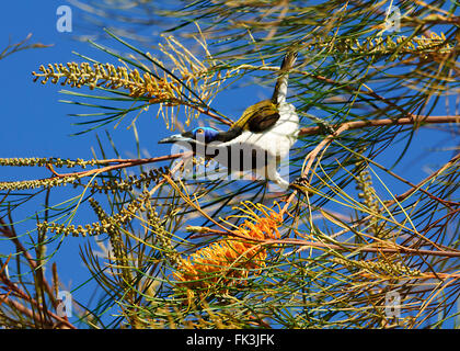 Blau-faced Honigfresser (Entomyzon Cyanotis), Kakadu-Nationalpark, Northern Territory, Australien Stockfoto