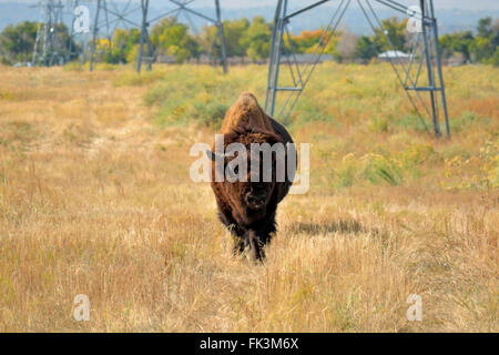 Amerikanische Bisons Buffalo auf eine Urban Wildlife Preserve Stockfoto
