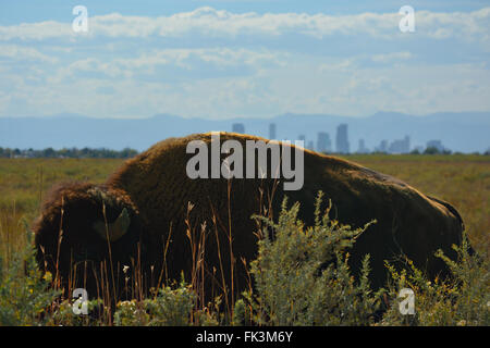 American Bison-Büffel mit Denver, Colorado und Berge in der Ferne sichtbar Stockfoto