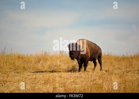 Amerikanische Bisons Buffalo auf eine Urban Wildlife Preserve Stockfoto