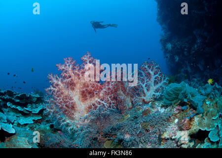 Weichkorallen (Dendronephthya SP.) in der Tiefe mit Taucher Stockfoto