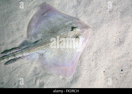 Ein Nagelrochen, Raja Clavata, auch bekannt als Thornback Skate, liegen auf dem Meeresgrund Stockfoto