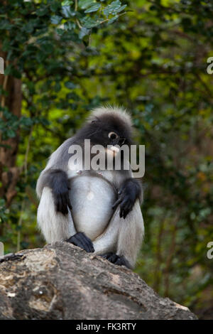 Trächtige weibliche Languren Affen (Trachypithecus Obscurus), im historischen Park von Khao Lommuak (Prachuap Khiri Khan - Thailand). Stockfoto