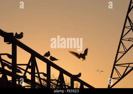 Tottenham-Sümpfe, London, UK. 7. März 2016. UK Wetter: Black headed Möwen von ihrem Schlafplatz wach während eine helle, klare und noch Morgendämmerung auf Tottenham Marshes. Bildnachweis: Patricia Phillips/Alamy Live-Nachrichten Stockfoto