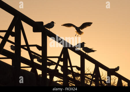 Tottenham-Sümpfe, London, UK. 7. März 2016. UK Wetter: Black headed Möwen von ihrem Schlafplatz wach während eine helle, klare und noch Morgendämmerung auf Tottenham Marshes. Bildnachweis: Patricia Phillips/Alamy Live-Nachrichten Stockfoto