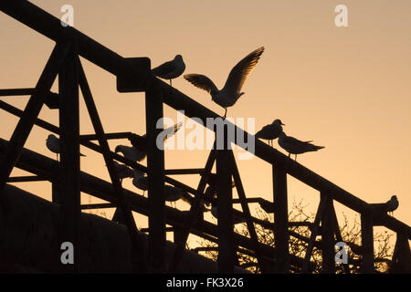 Tottenham-Sümpfe, London, UK. 7. März 2016. UK Wetter: Black headed Möwen von ihrem Schlafplatz wach während eine helle, klare und noch Morgendämmerung auf Tottenham Marshes. Bildnachweis: Patricia Phillips/Alamy Live-Nachrichten Stockfoto