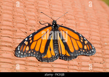 Monarch-Schmetterling; Danaus Plexippus Single auf Topf UK Stockfoto