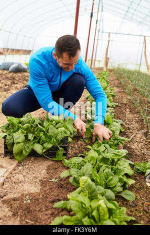 Bauern ernten jungem Spinat aus seinem Gewächshaus Stockfoto