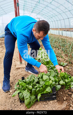 Bauern ernten jungem Spinat aus seinem Gewächshaus Stockfoto