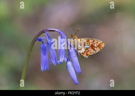 Pearl grenzt Fritillary Butterfly; Boloria Euphrosyne Single auf Bluebell Cornwall; UK Stockfoto