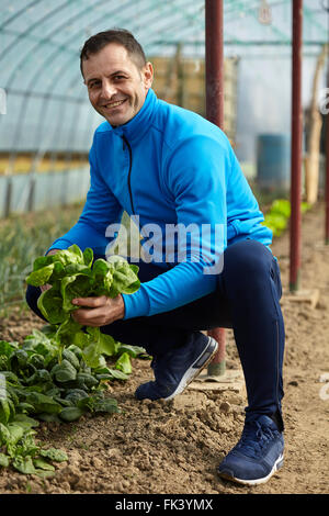 Bauern ernten jungem Spinat aus seinem Gewächshaus Stockfoto